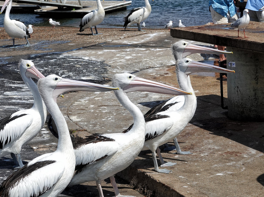 Bermagui Fishermen's Wharf景点图片