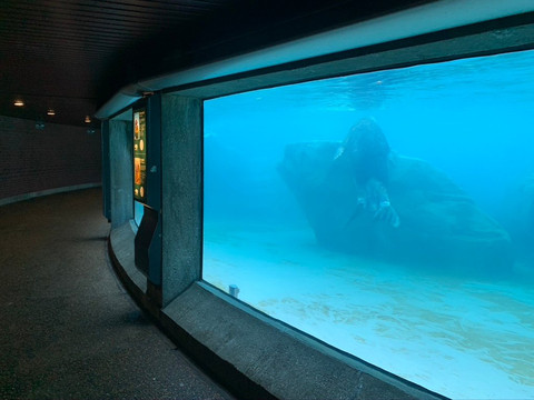 Kovler Sea Lion Pool-芝加哥必去景点