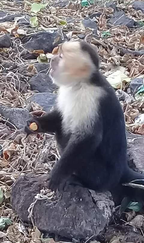 Cahuita National Park景点图片
