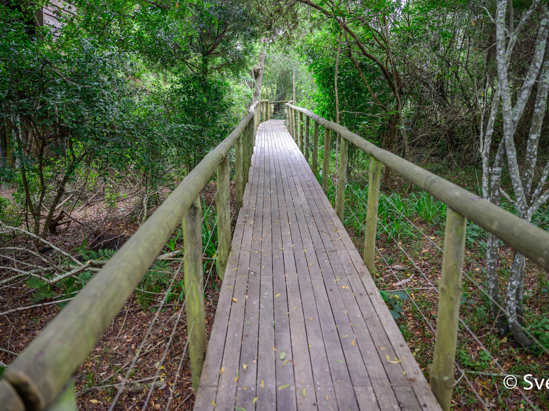 阿尔树杆洛奇主图