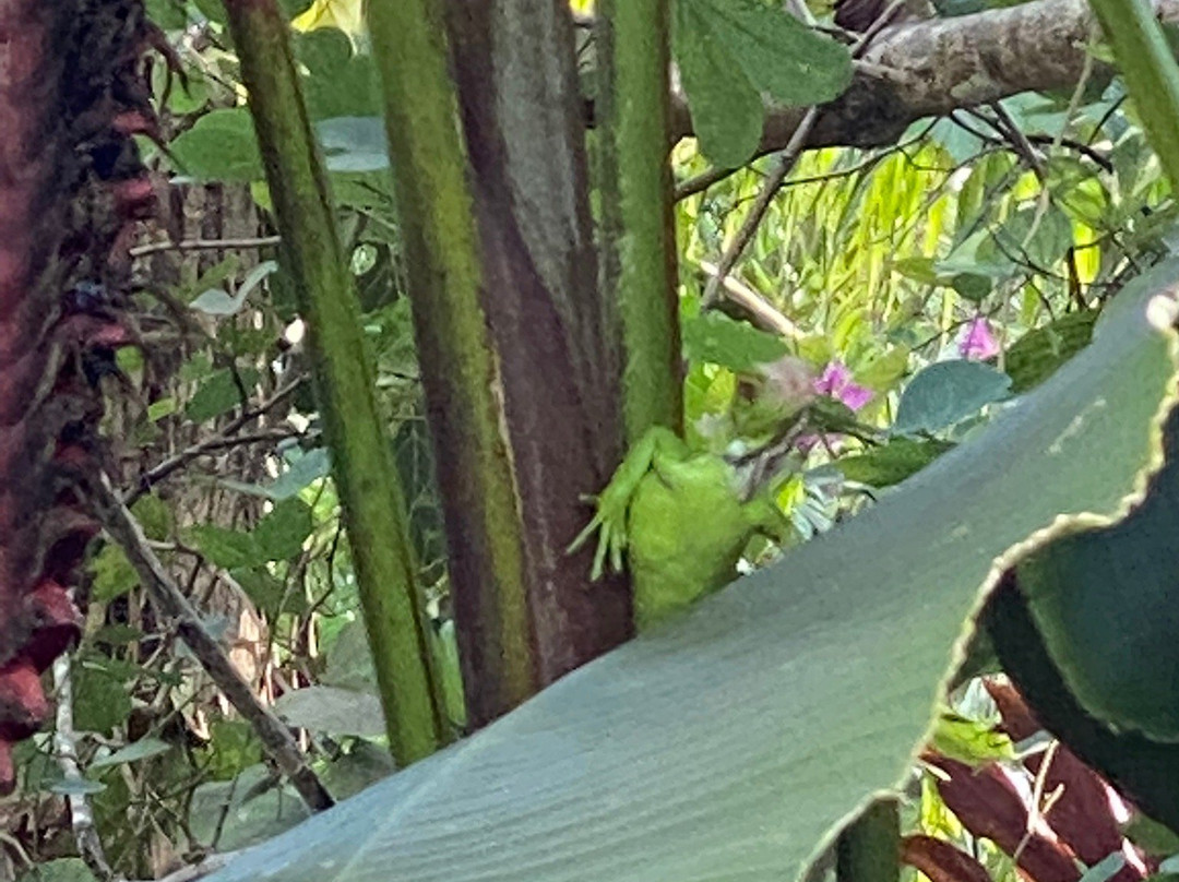 La Palapa Eco Lodge Resort主图