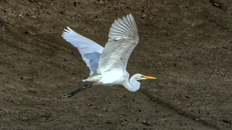 Sundarban Nature Club-Sundarban必去景点