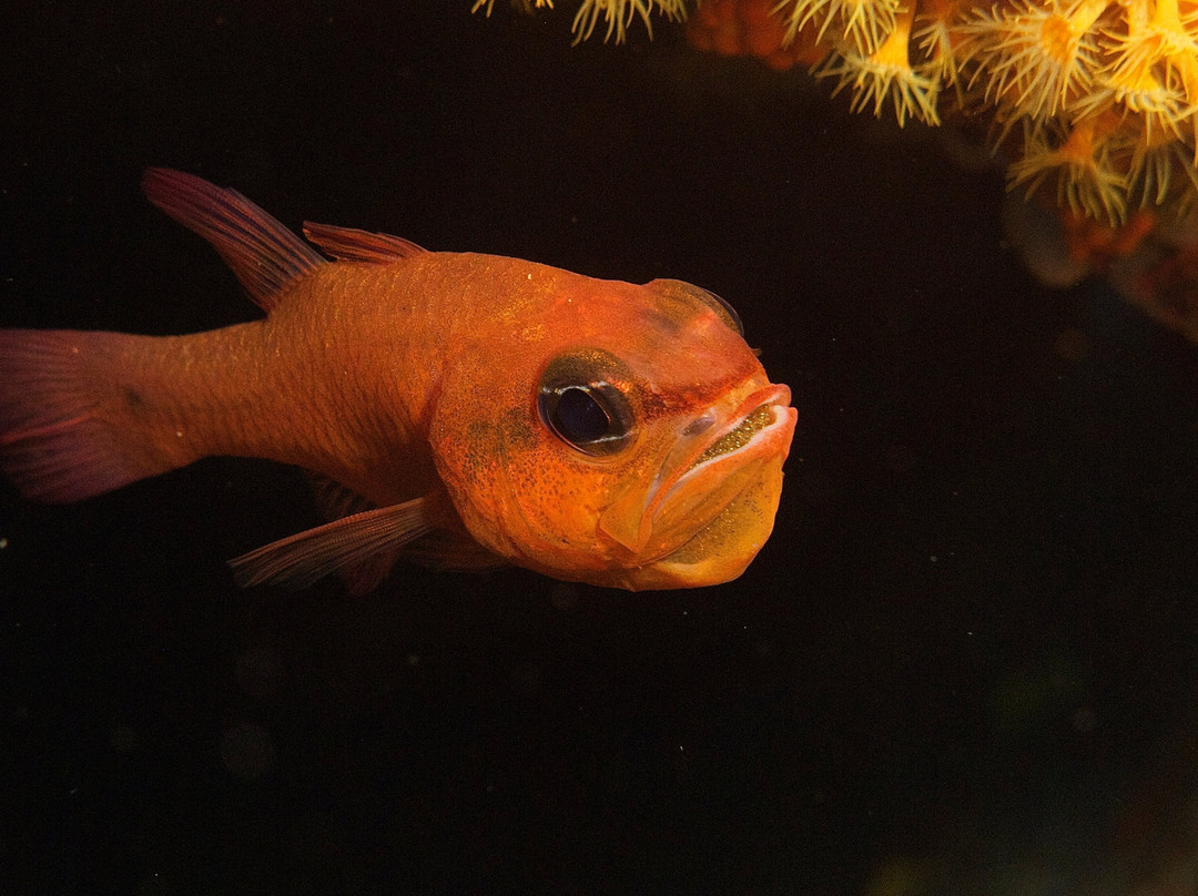 L'aquarium Plongee景点图片