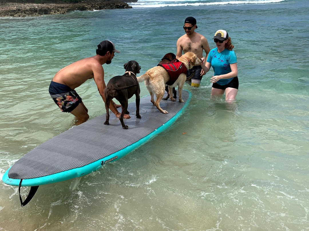Hawaii Surf Dogs-卡胡库必去景点