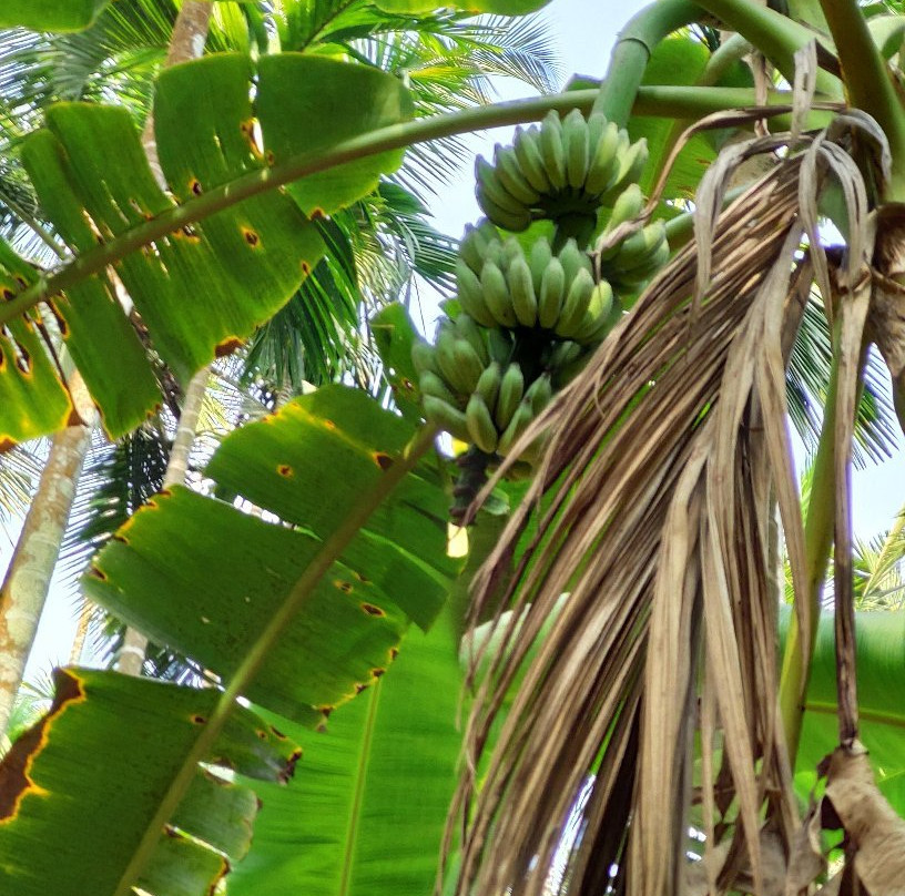 Sahyadri Spice Farm-巴德士必去景点