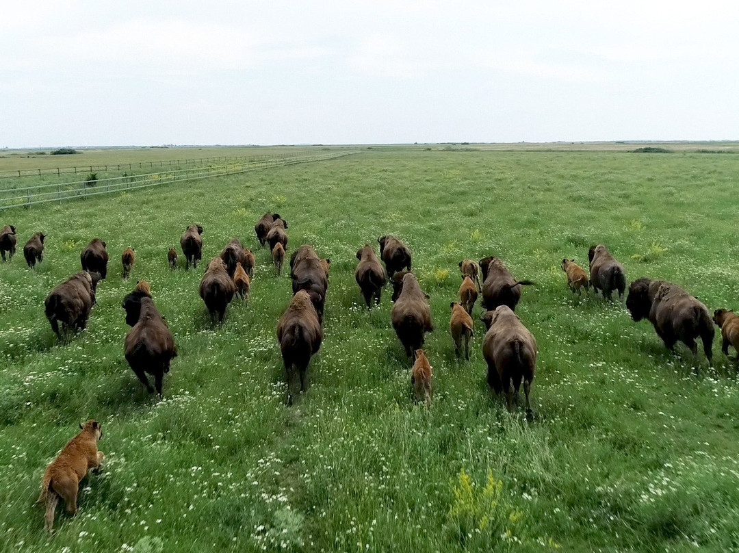 Euro Buffalo景点图片