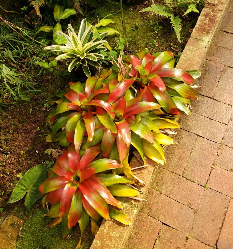 Dothan Area Botanical Gardens-多森必去景点