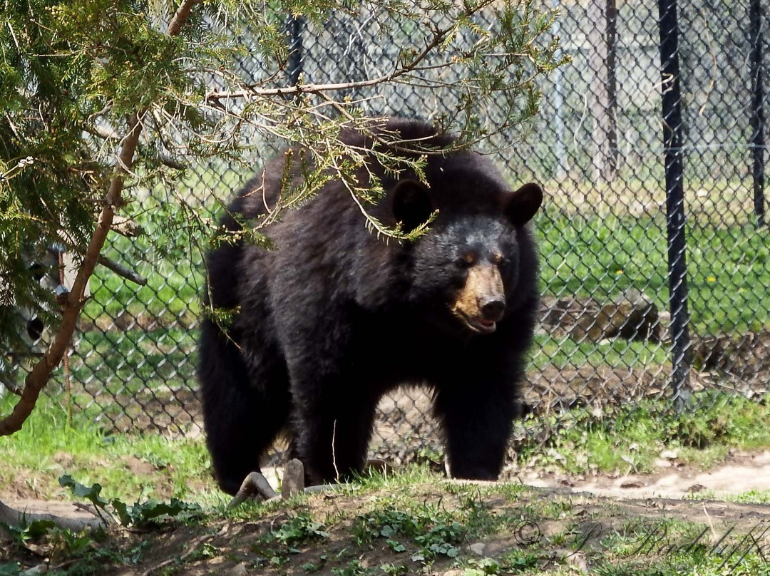 Magnetic Hill Zoo-蒙古顿必去景点