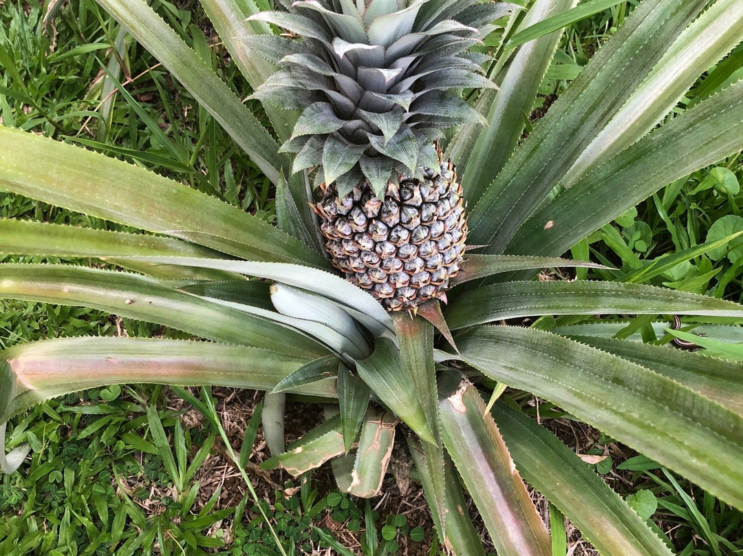 克洛维斯阳光别墅酒店主图