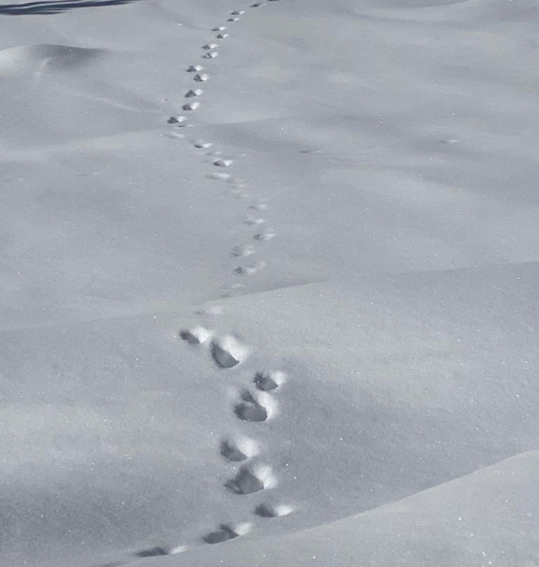 Sorteny Nature Reserve-Ordino必去景点