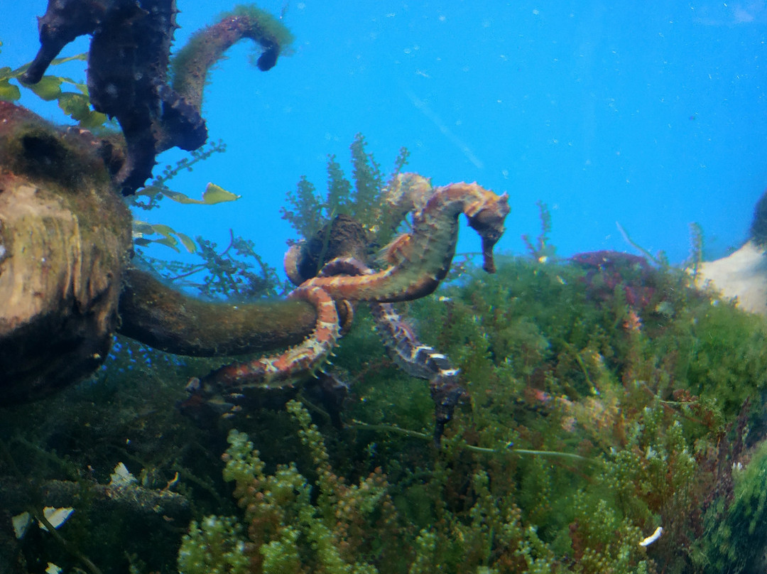 越南国家海洋博物馆-芽庄必去景点