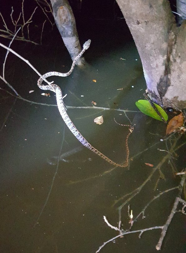 Samiria Expeditions-伊基托斯必去景点