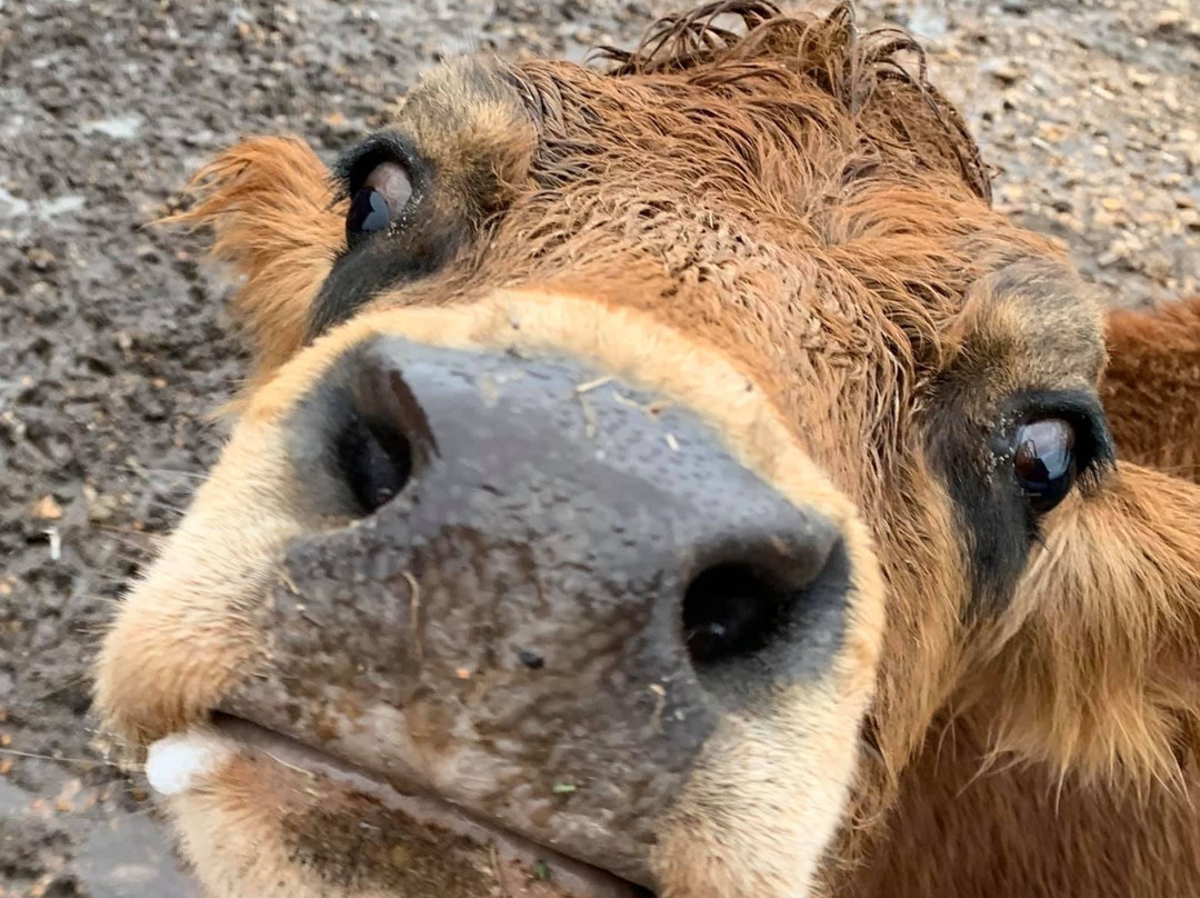 Where Pigs Fly Farm & Pigs Aloft Museum-Linn必去景点