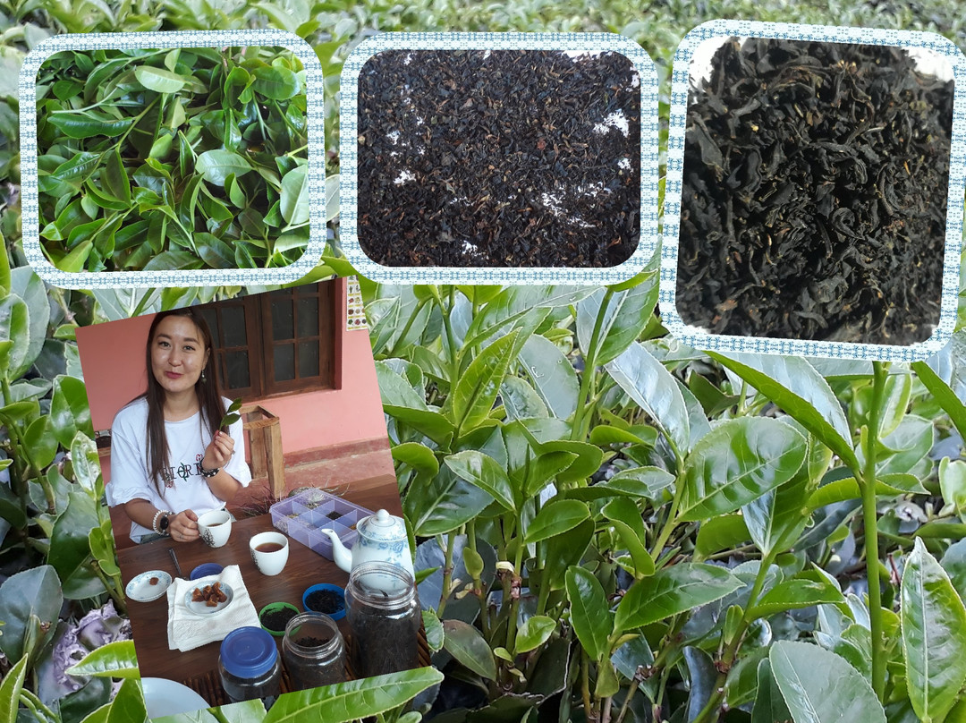 Ella Organic Tea Garden景点图片