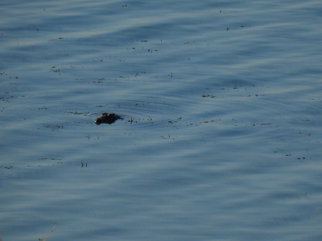 Pumulani Lodge - Robin Pope Safaris主图