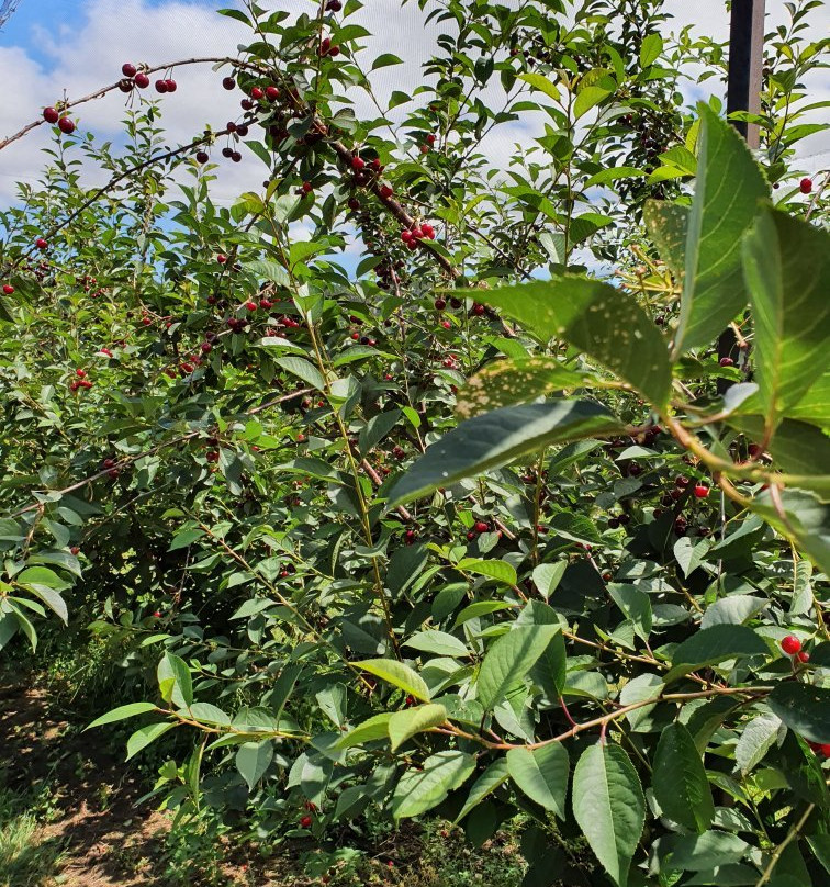 Red Hill Cherry Farm景点图片