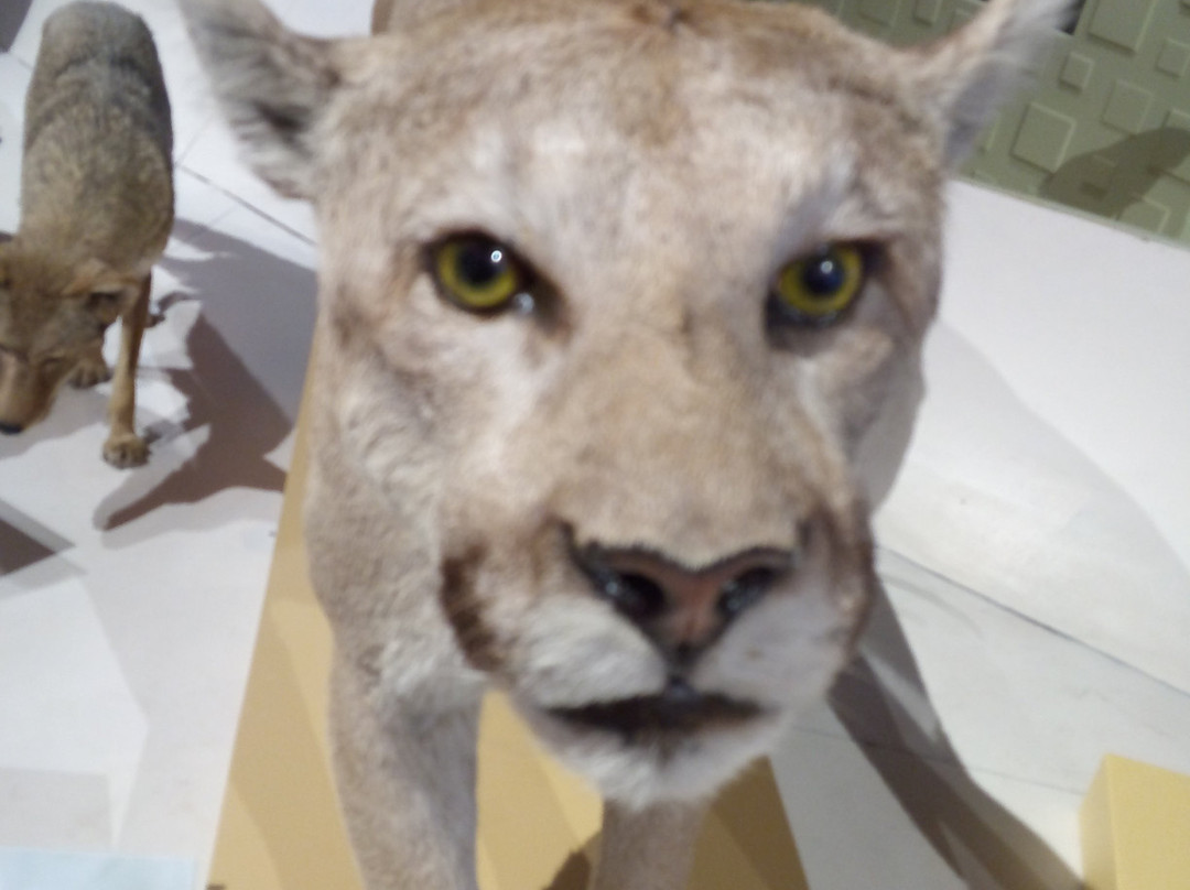 Museo del Desierto-萨尔蒂必去景点