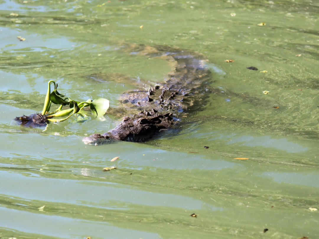 Jamaica Shore Expeditions-蒙特戈贝必去景点