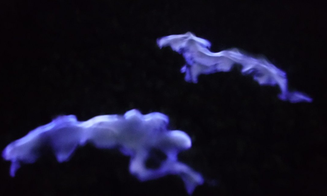 Bromo Ijen Tourist Friends-西多尔佐必去景点