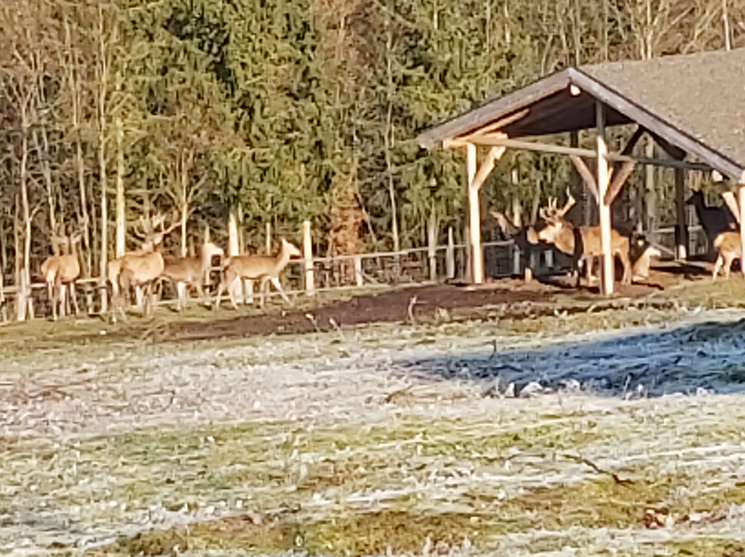 Wildpark-Frankenberg必去景点