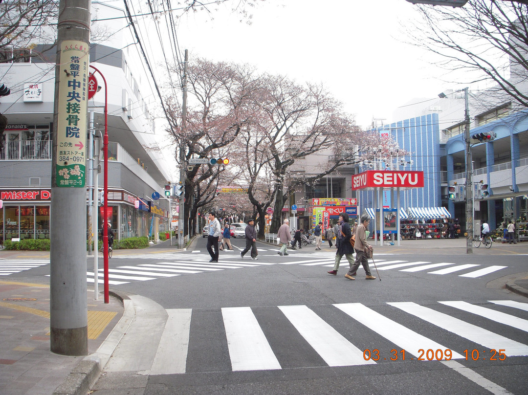 Tokiwadaira Cherry Blossom Promenade-松户市必去景点