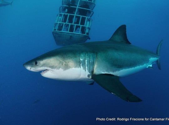 Cantamar Liveaboards