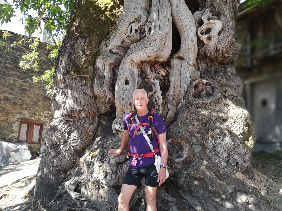 Castineiro Milenario-Begonte必去景点