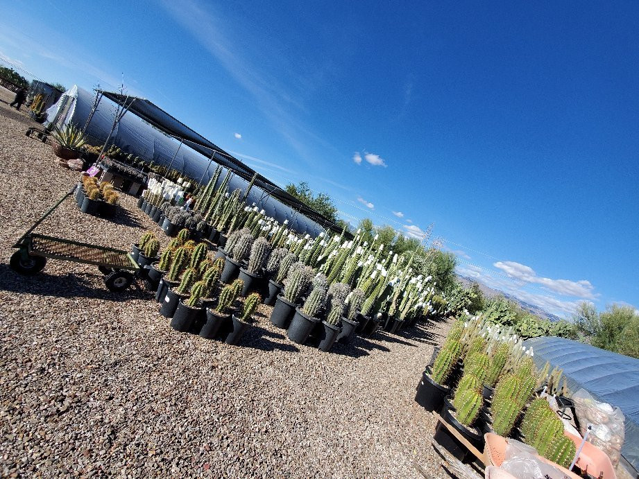 B & B Cactus Farm-图森必去景点