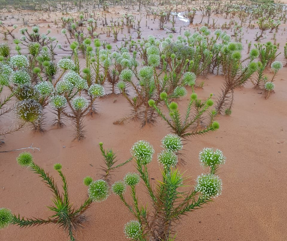 Dunas do Jalapao-Mateiros必去景点
