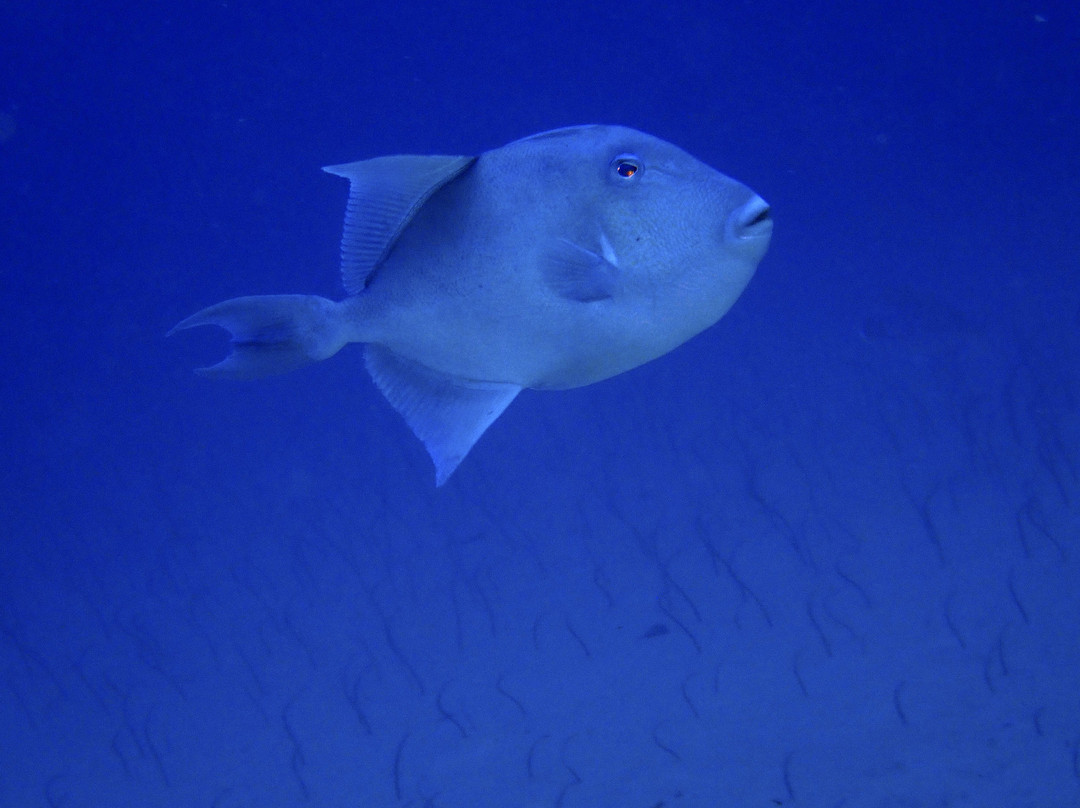 Mar y Sierra-Cabo Pulmo必去景点