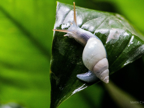 Moinho Colonial-Vespasiano Correa必去景点
