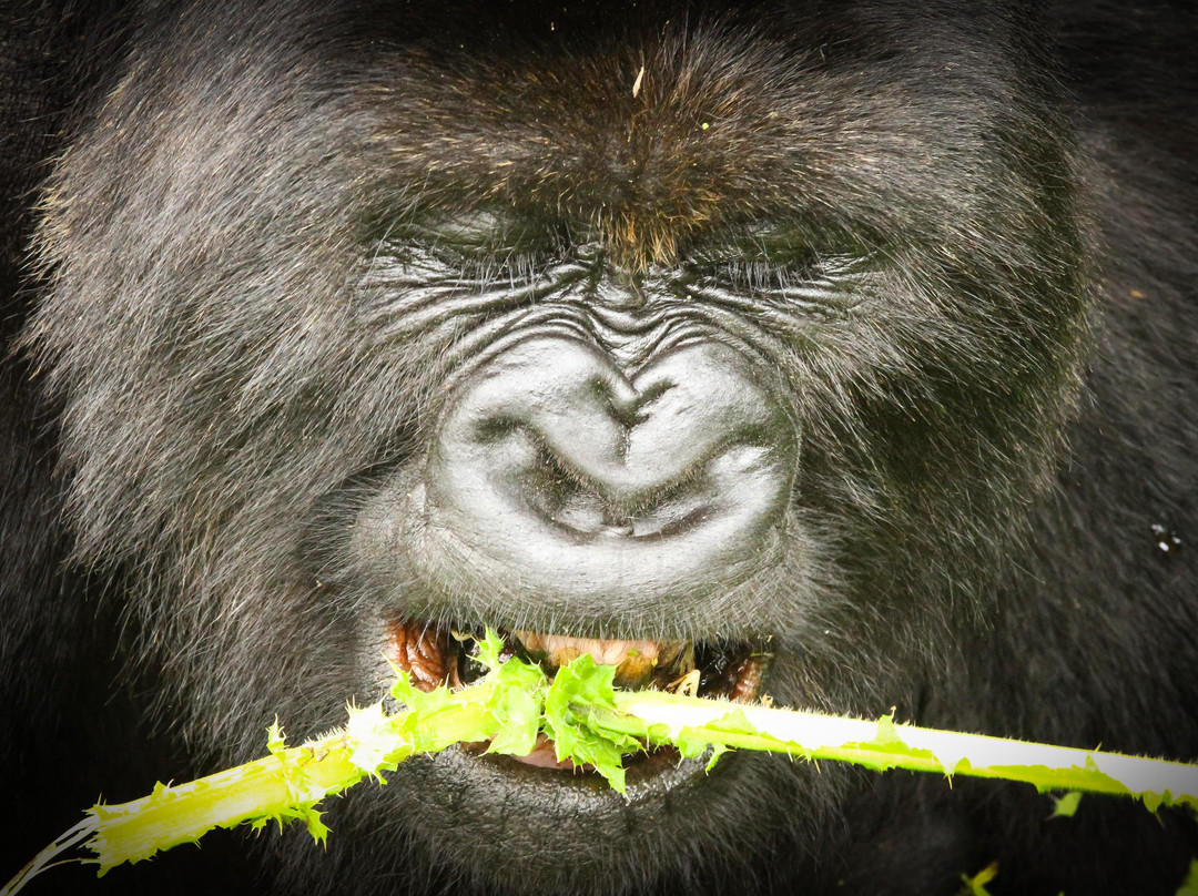 Virunga National Park - Mount Nyiragongo & Mountain Gorilla Treks景点图片