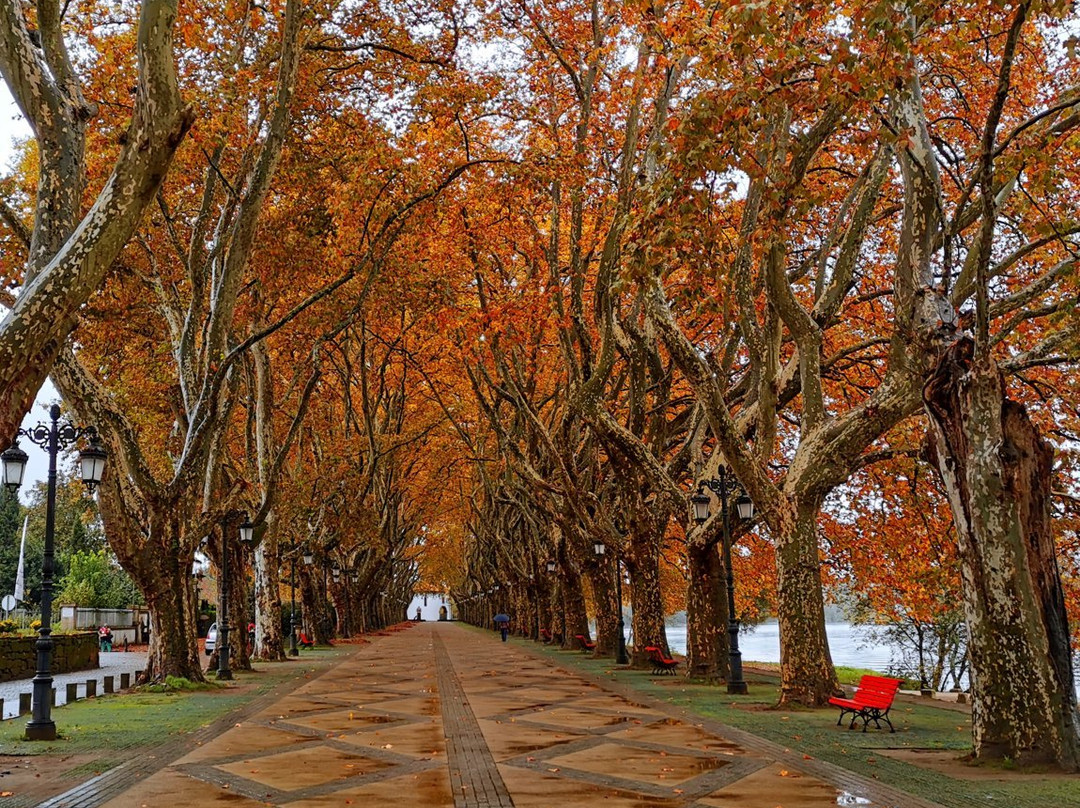Avenida dos Plantanos-蓬蒂－迪利马必去景点