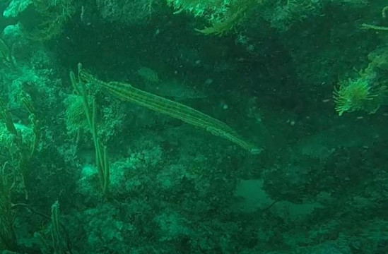 Dreamtime Dive Center-Mahahual必去景点