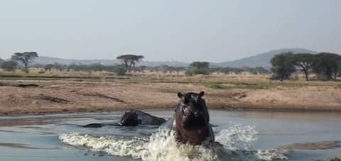 Pottos Adventures-阿鲁沙必去景点