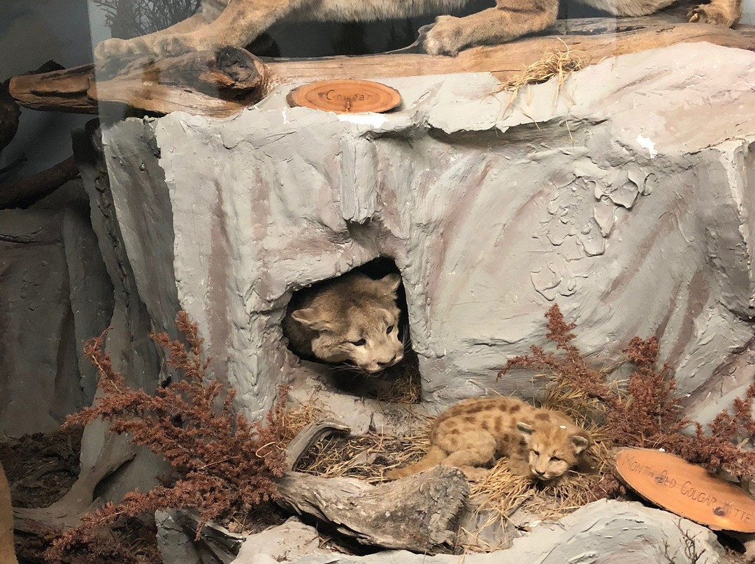 The Den - Jasper's Wildlife Museum景点图片