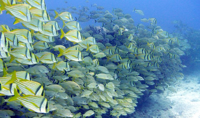 Wet Set Diving Adventures-从莫雷洛斯港必去景点