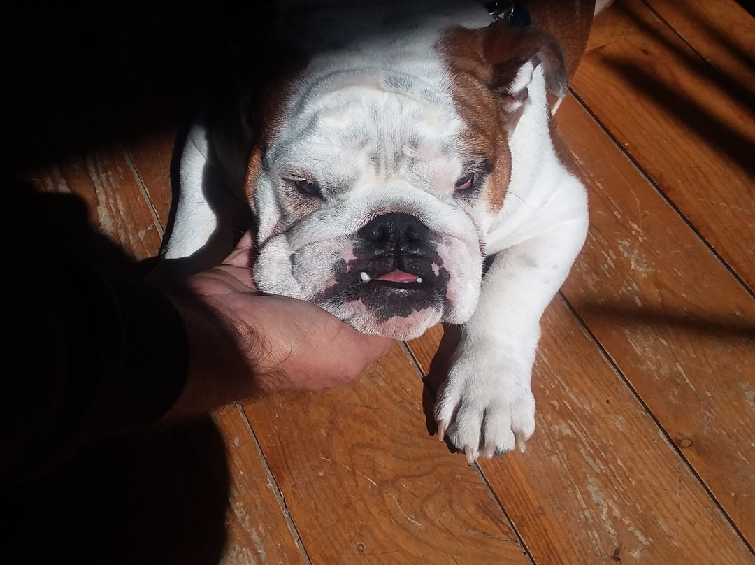 Holy Terror Antiques-基斯通必去景点