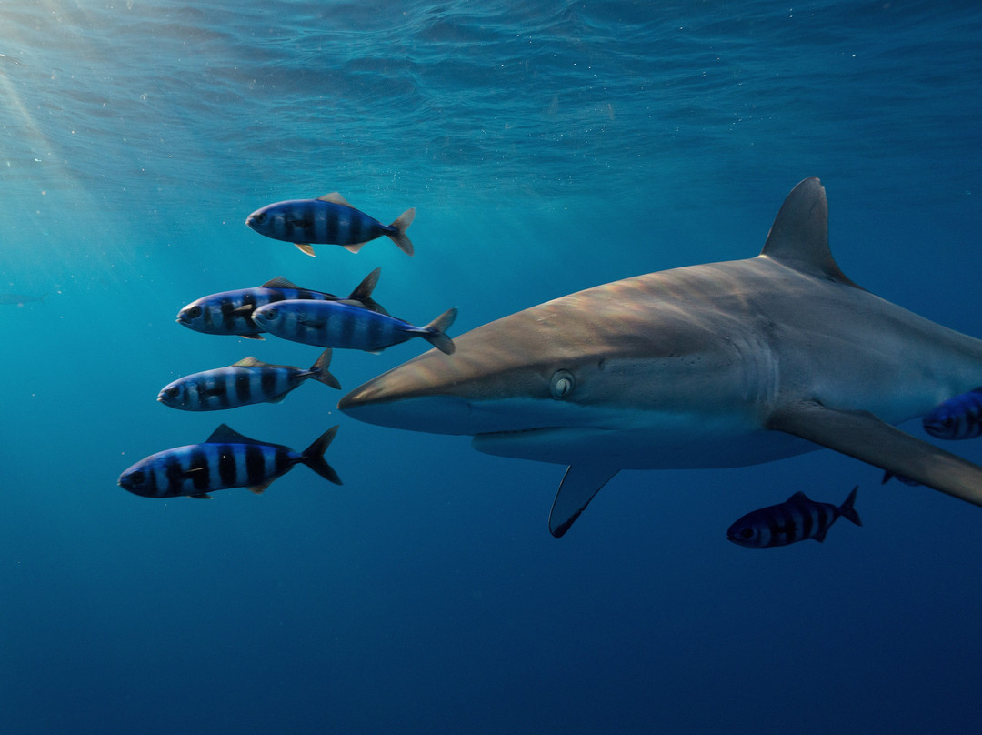 Shark Addicts-朱庇特必去景点