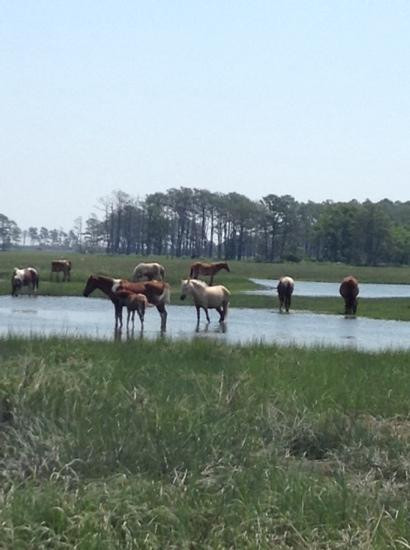 Chincoteague Island Adventures景点图片