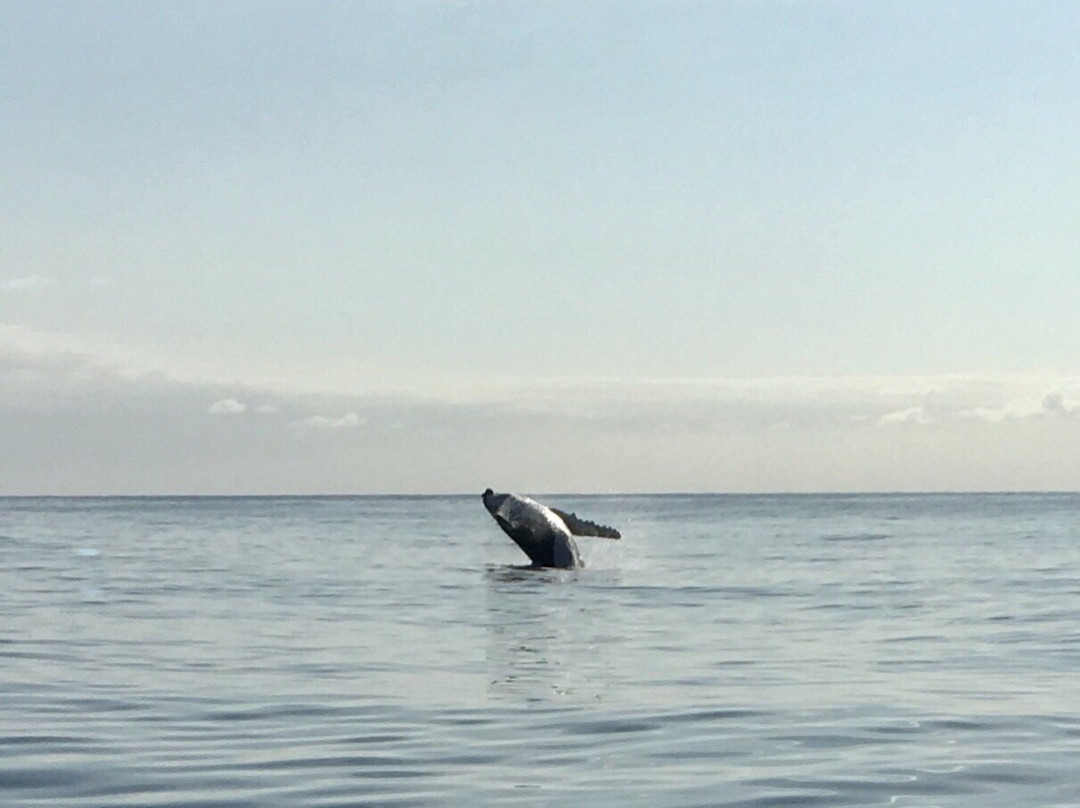 Blue Bay Whale Watching景点图片