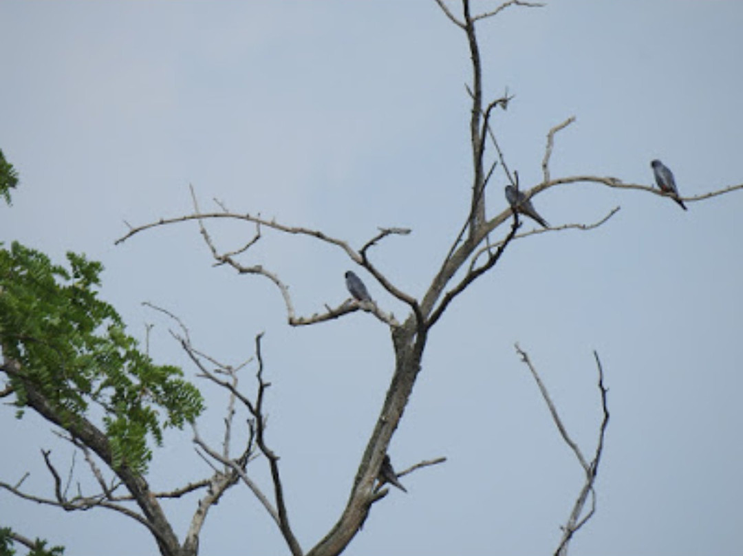 Wings of Hungary - birding and nature tours景点图片