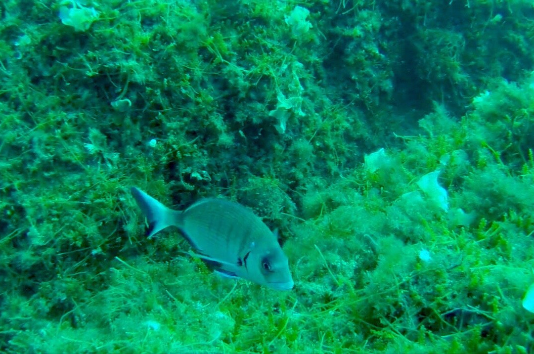 Nautilus Technical Diving Center-Santo Stefano al Mare必去景点
