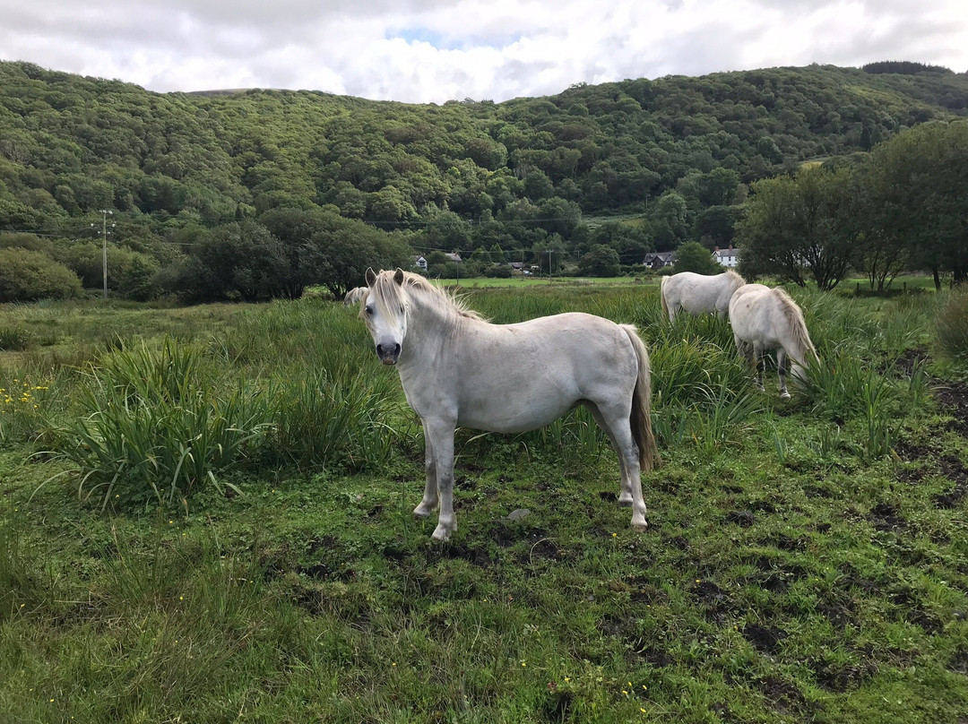 Mawddach Valley - Arthog Bog景点图片