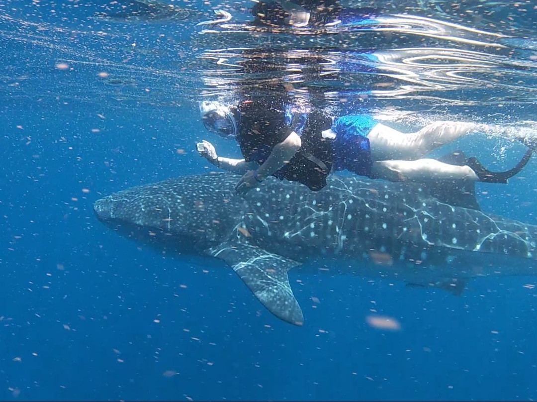 Swim With Whale Sharks-坎昆必去景点