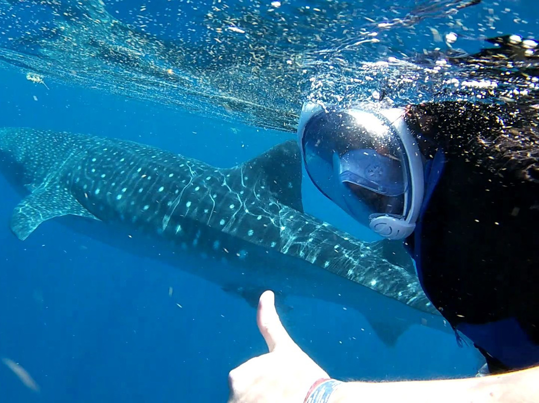 Swim With Whale Sharks-坎昆必去景点