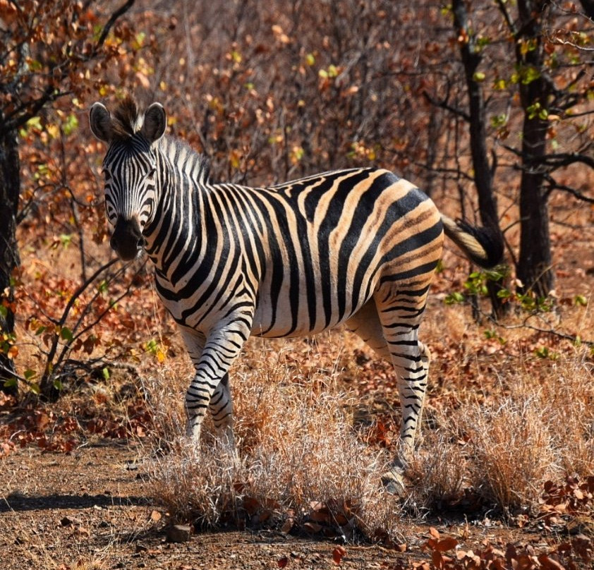 赛法帕内旅行宾馆酒店主图
