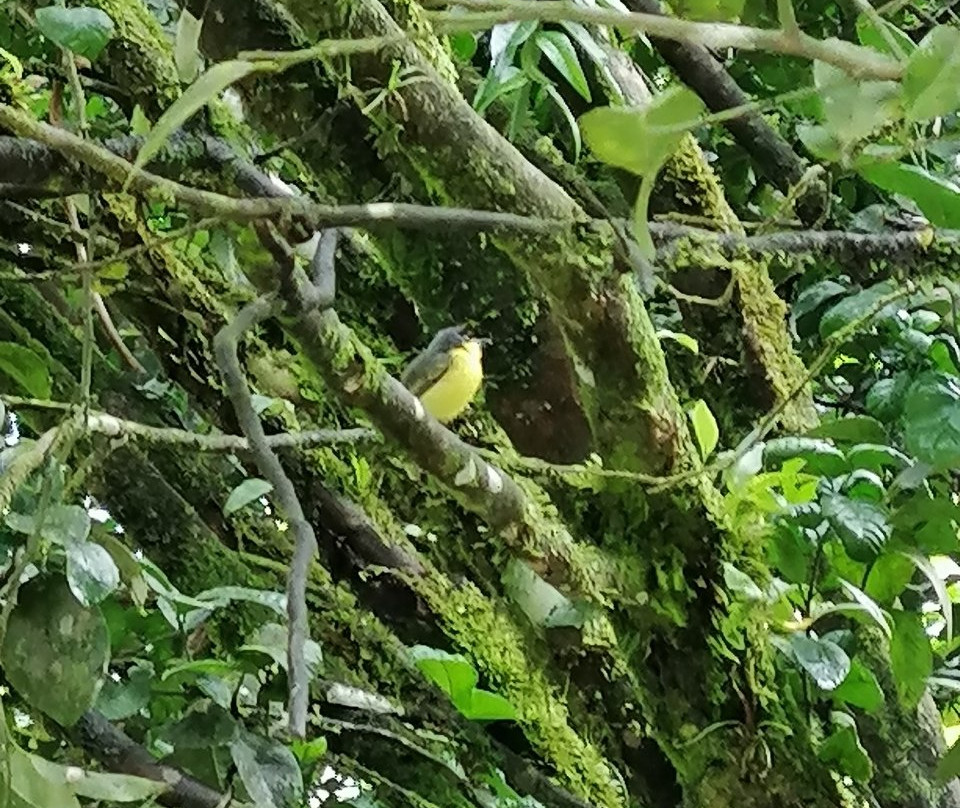 Aves De Tierras Altas景点图片