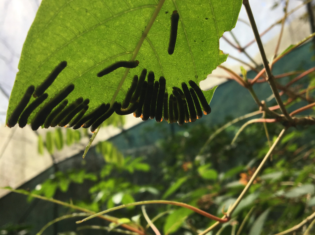 Mariposario Zhaveta Yard-拉梅尔塞必去景点