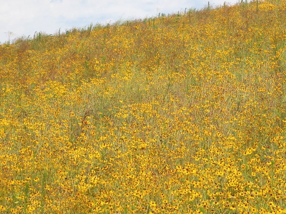 Blue Grass Inn & Suites主图